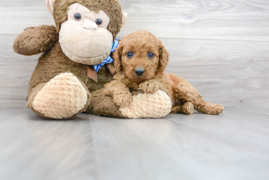 Best Mini Goldendoodle Baby