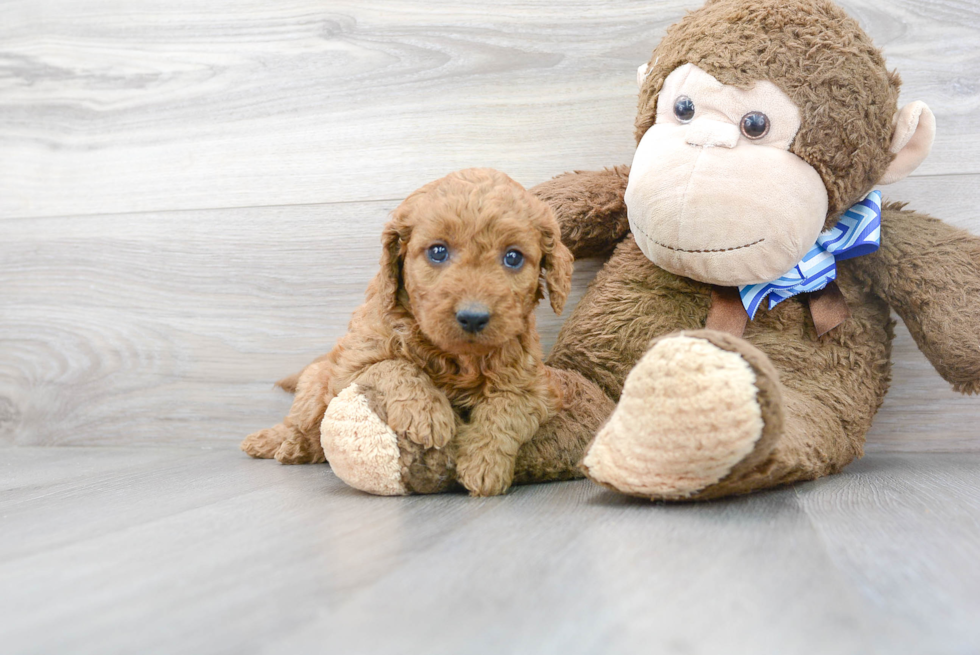 Adorable Golden Retriever Poodle Mix Puppy