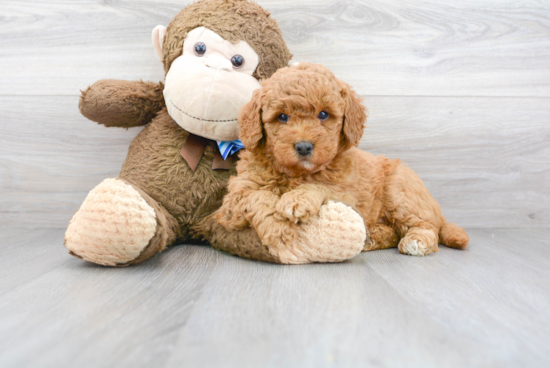 Small Mini Goldendoodle Baby