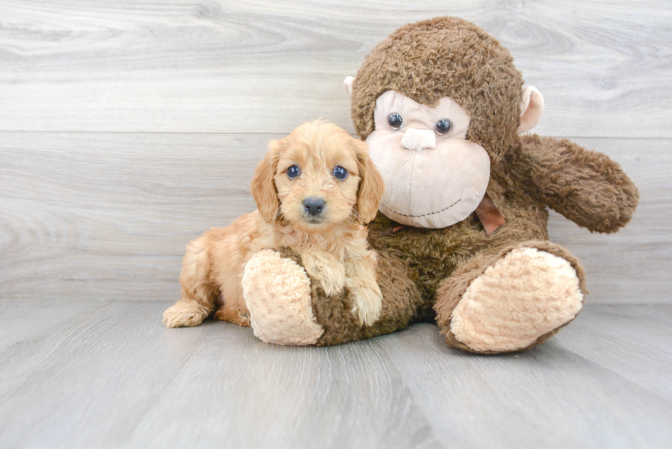 Little Golden Retriever Poodle Mix Puppy