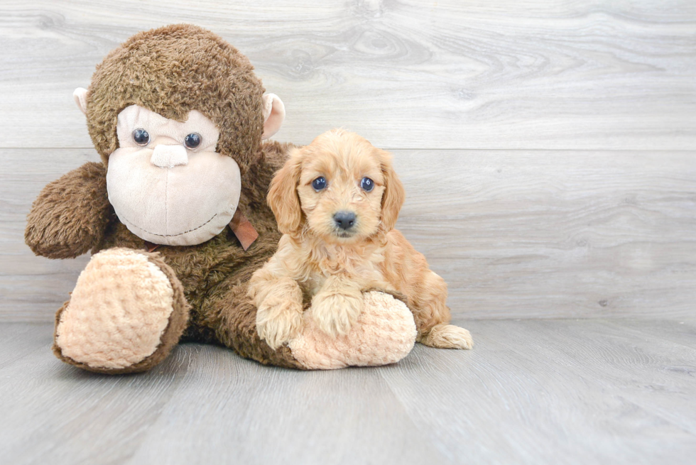 Best Mini Goldendoodle Baby