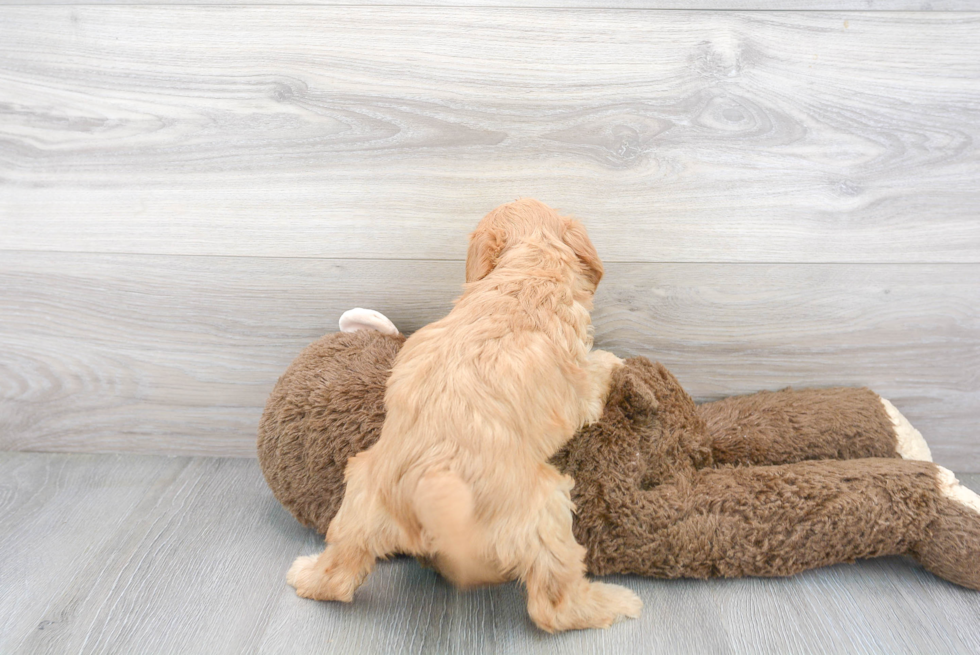 Petite Mini Goldendoodle Poodle Mix Pup