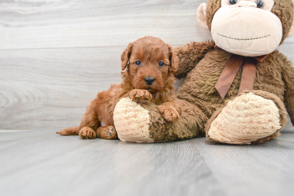 Best Mini Goldendoodle Baby