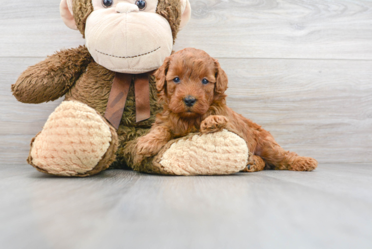 Popular Mini Goldendoodle Poodle Mix Pup