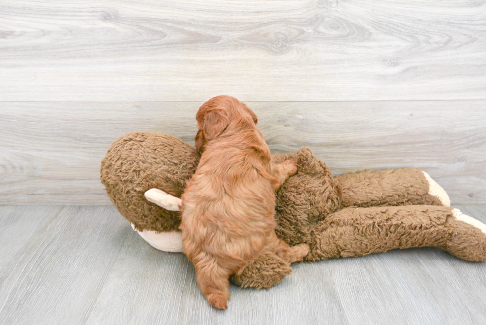 Fluffy Mini Goldendoodle Poodle Mix Pup