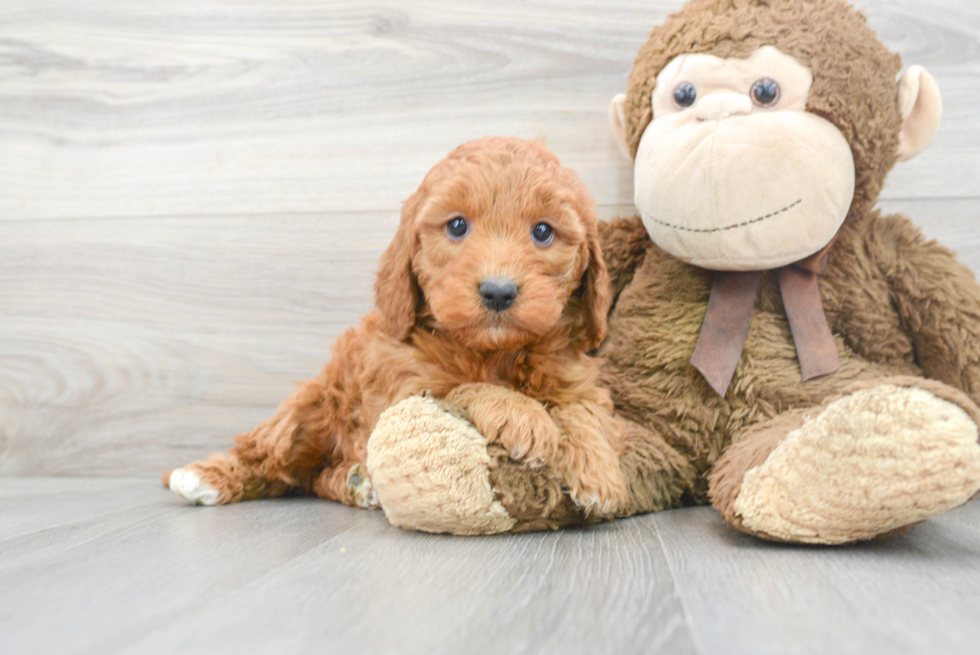 Small Mini Goldendoodle Baby