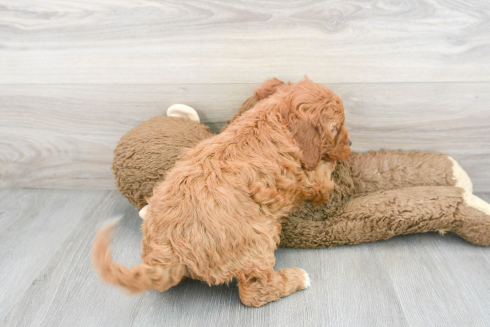 Mini Goldendoodle Puppy for Adoption