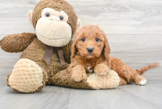 Funny Mini Goldendoodle Poodle Mix Pup