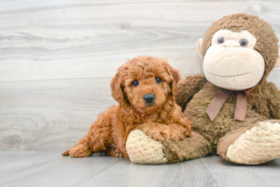 Mini Goldendoodle Pup Being Cute