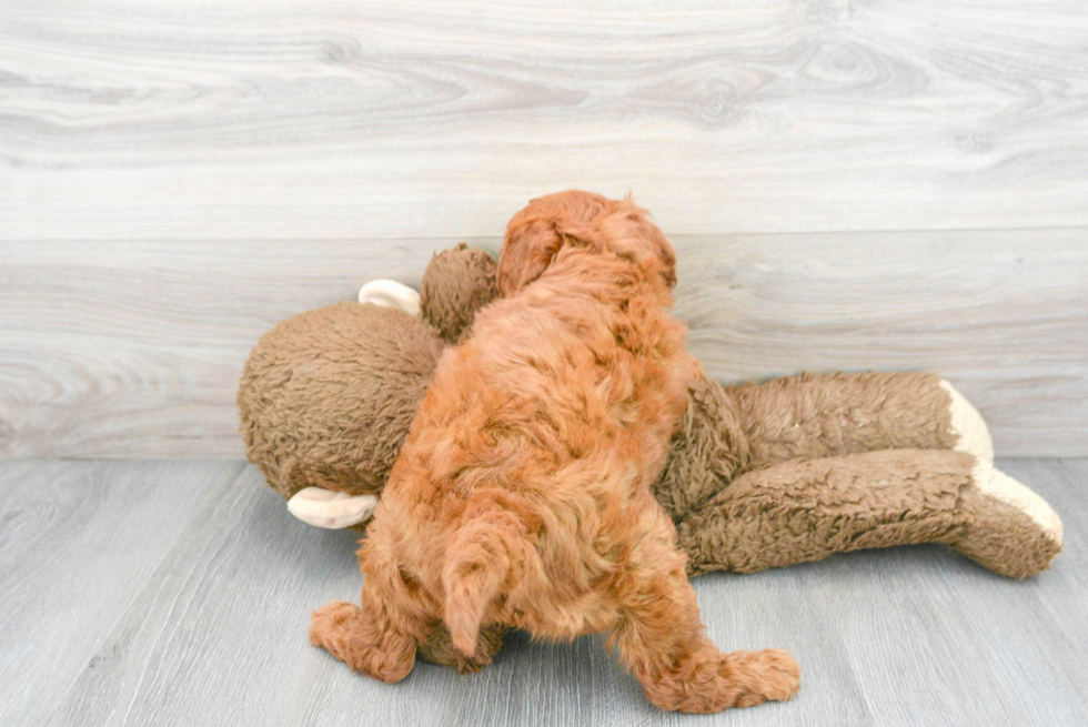 Best Mini Goldendoodle Baby