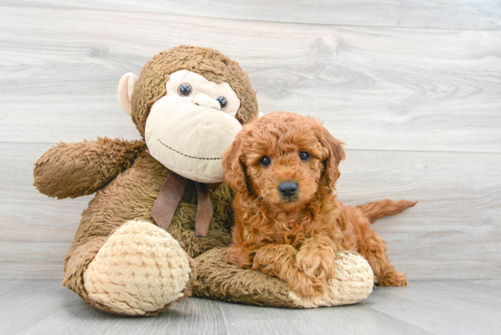 Happy Mini Goldendoodle Baby