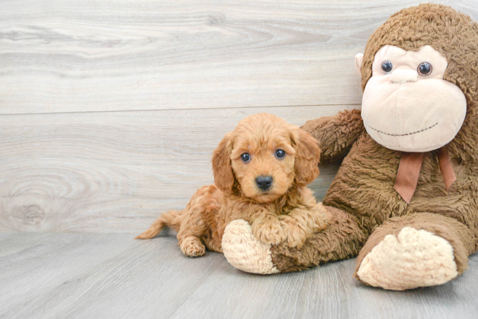 Mini Goldendoodle Puppy for Adoption