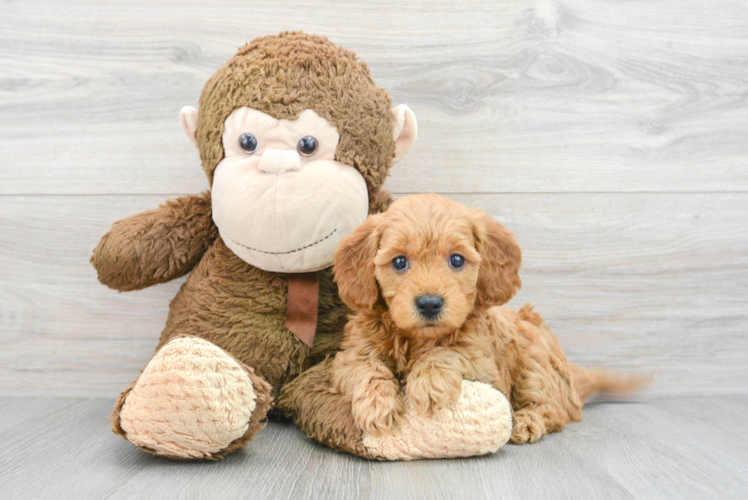 Sweet Mini Goldendoodle Baby