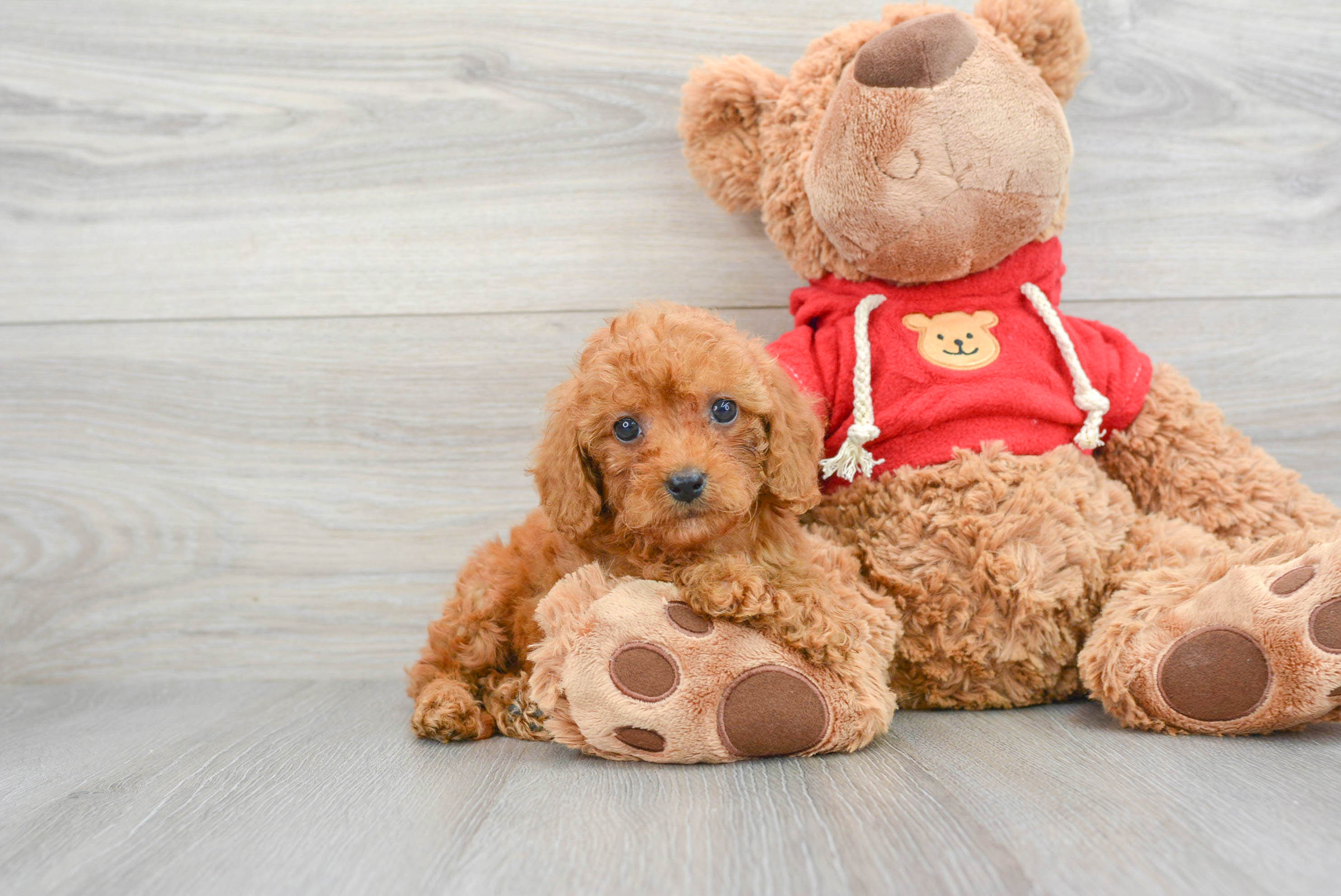 Mini Goldendoodle Pup Being Cute