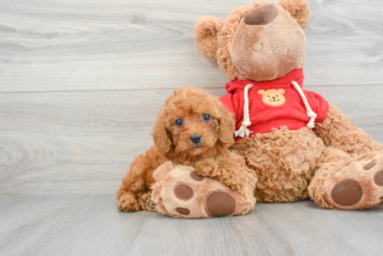 Mini Goldendoodle Pup Being Cute