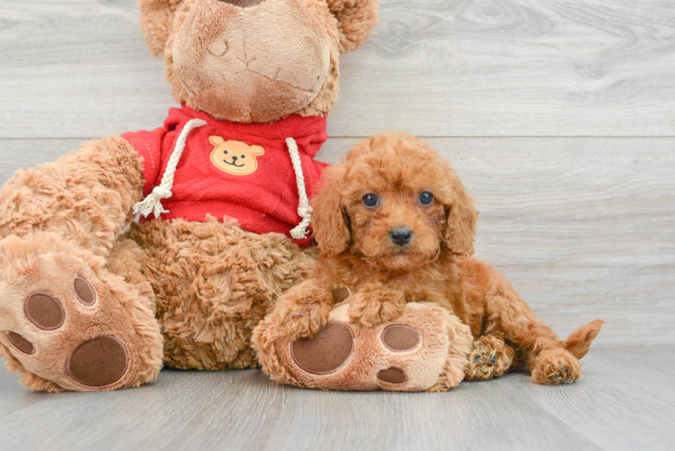 Little Golden Retriever Poodle Mix Puppy