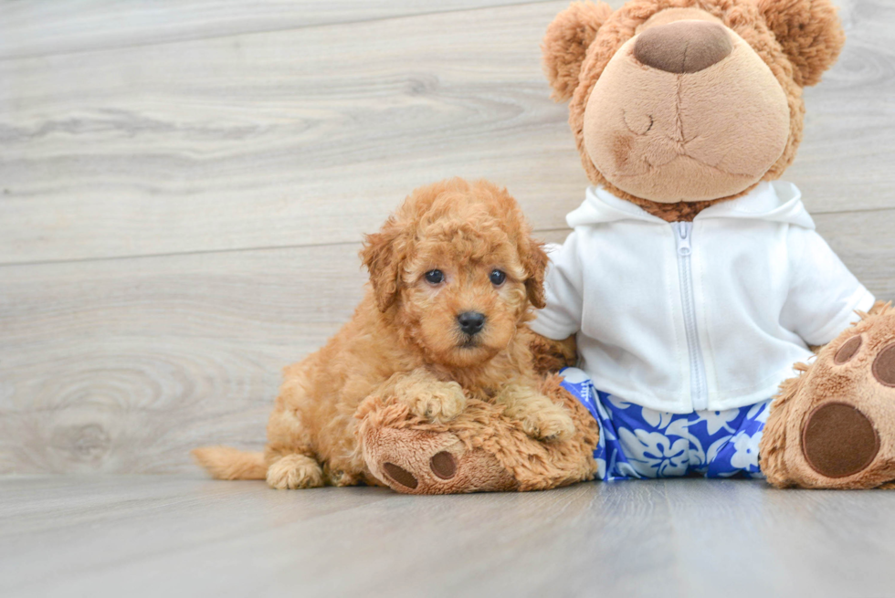Little Golden Retriever Poodle Mix Puppy
