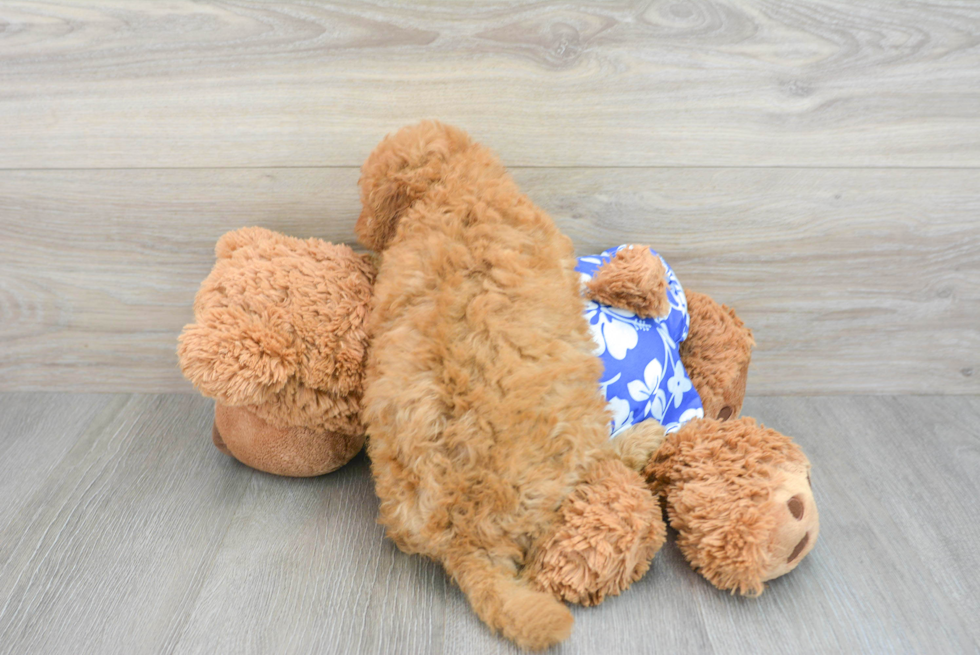 Mini Goldendoodle Puppy for Adoption