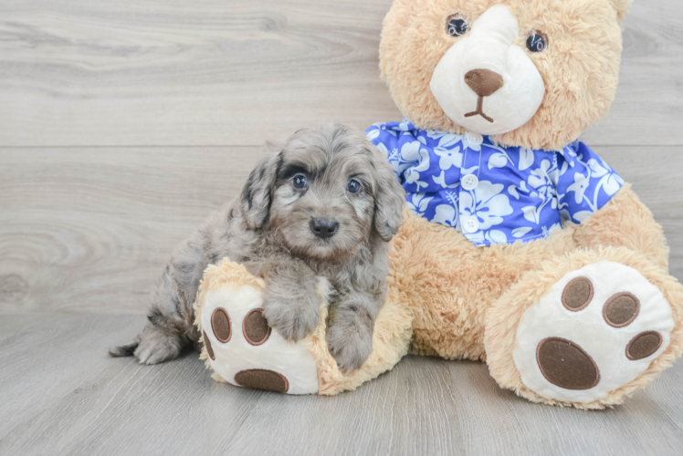 Popular Mini Goldendoodle Poodle Mix Pup