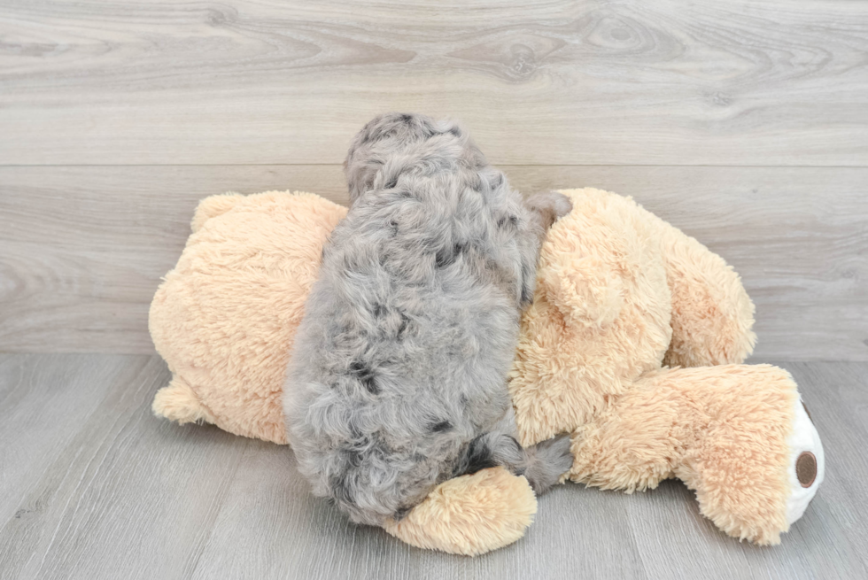 Mini Goldendoodle Pup Being Cute