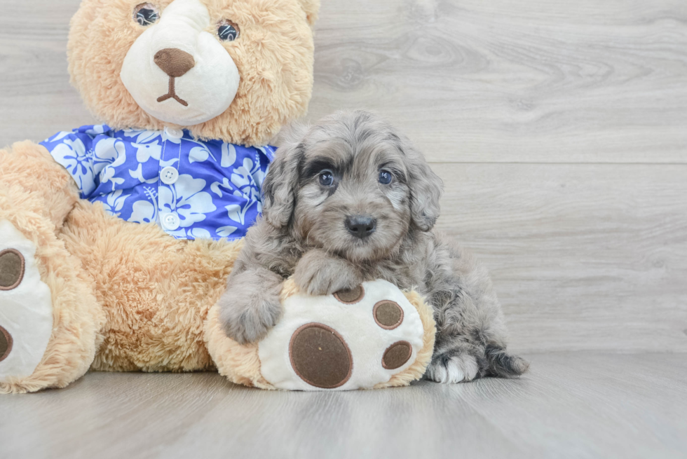 Mini Goldendoodle Pup Being Cute