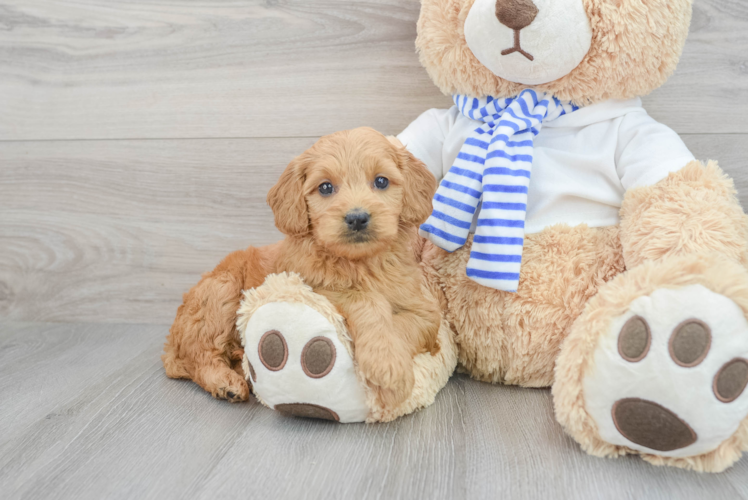 Best Mini Goldendoodle Baby