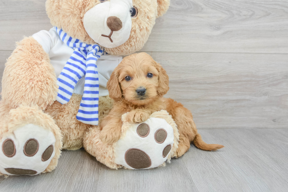 Best Mini Goldendoodle Baby