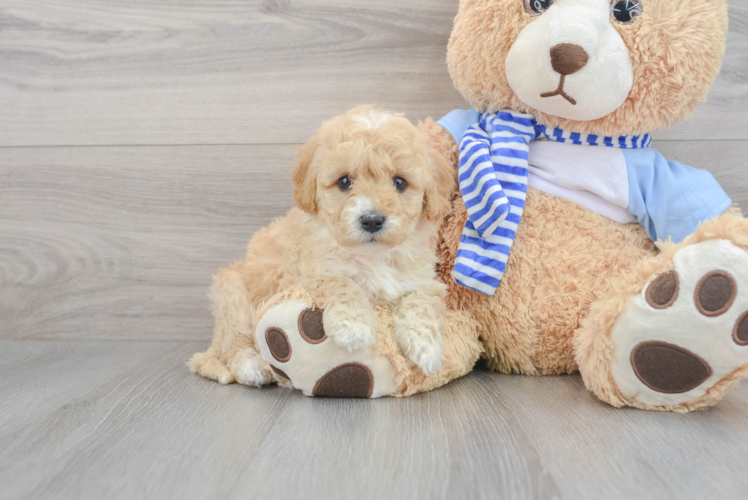 Mini Goldendoodle Pup Being Cute