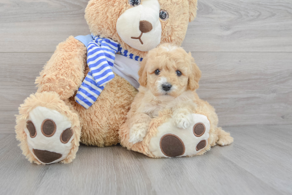 Best Mini Goldendoodle Baby