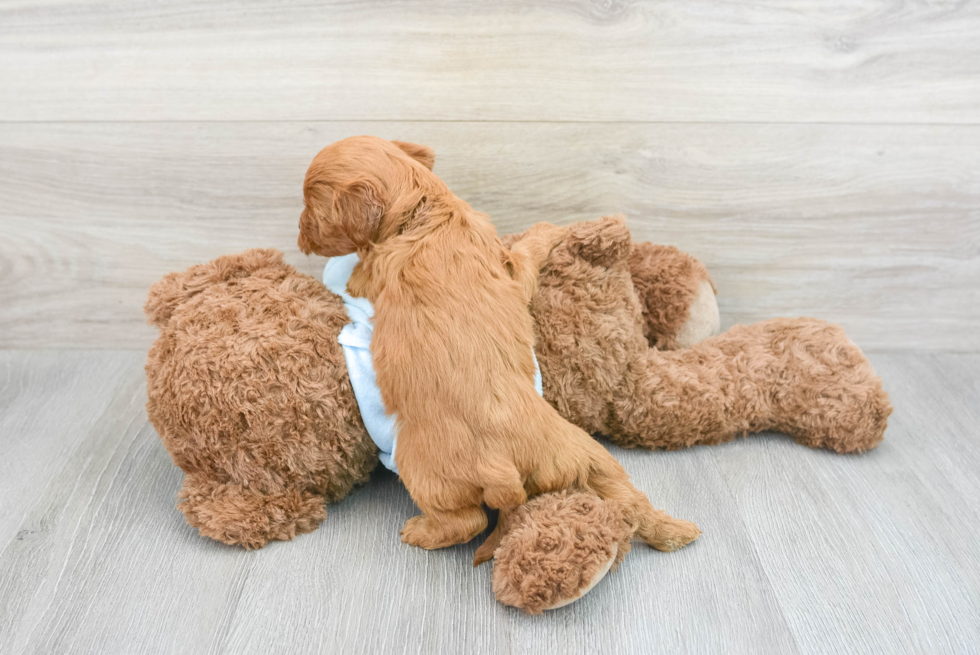 Fluffy Mini Goldendoodle Poodle Mix Pup