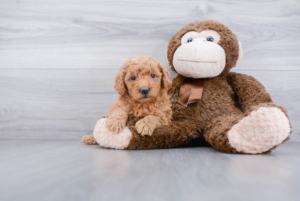 Hypoallergenic Golden Retriever Poodle Mix Puppy