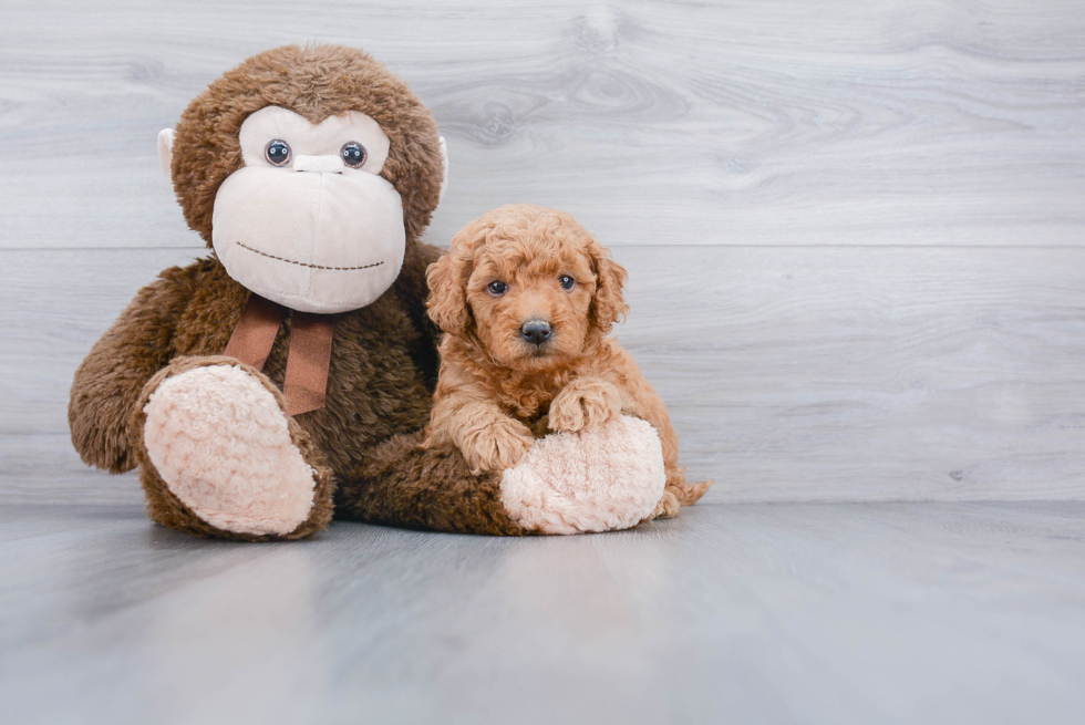 Best Mini Goldendoodle Baby