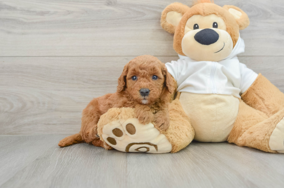 6 week old Mini Goldendoodle Puppy For Sale - Premier Pups