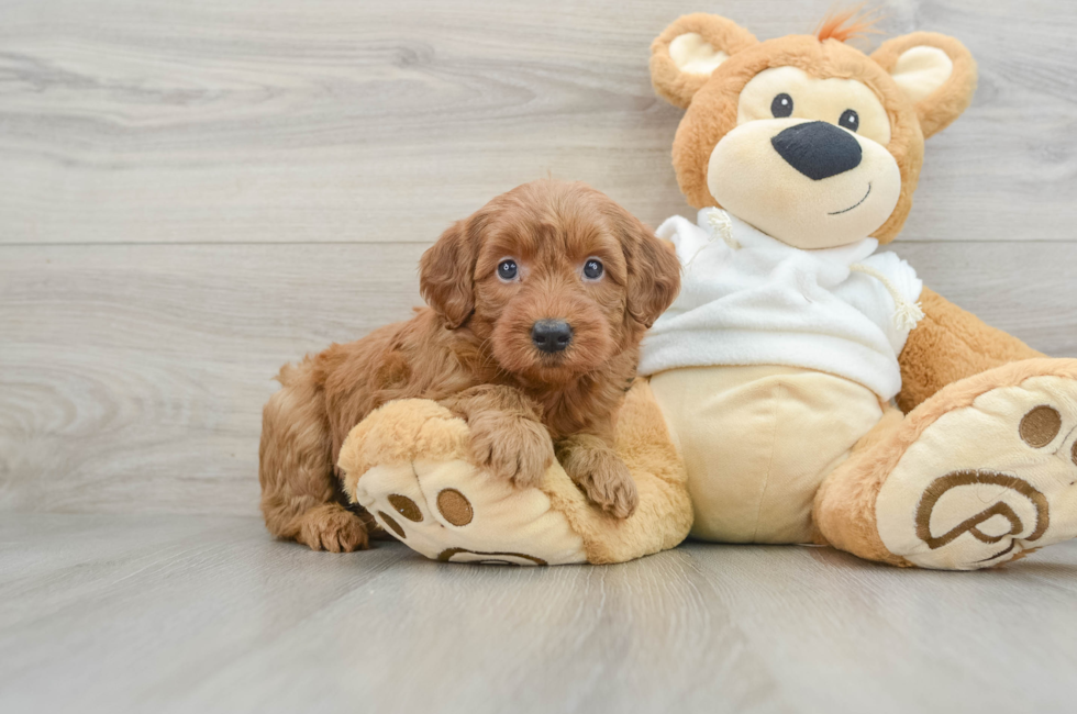 6 week old Mini Goldendoodle Puppy For Sale - Premier Pups