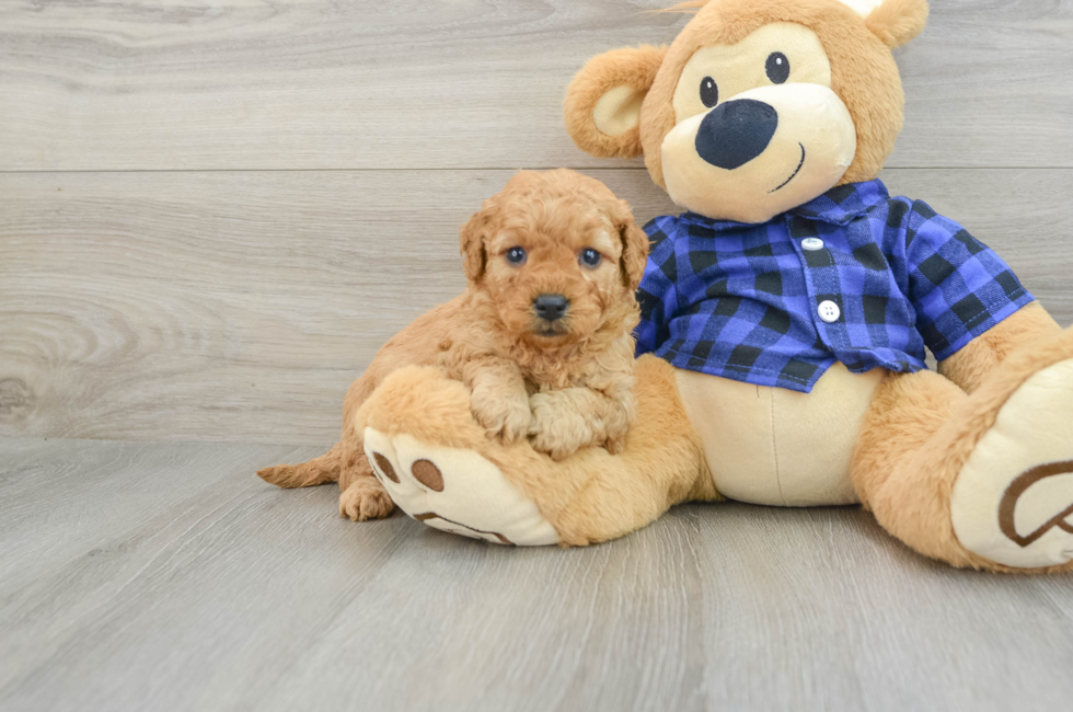 5 week old Mini Goldendoodle Puppy For Sale - Premier Pups