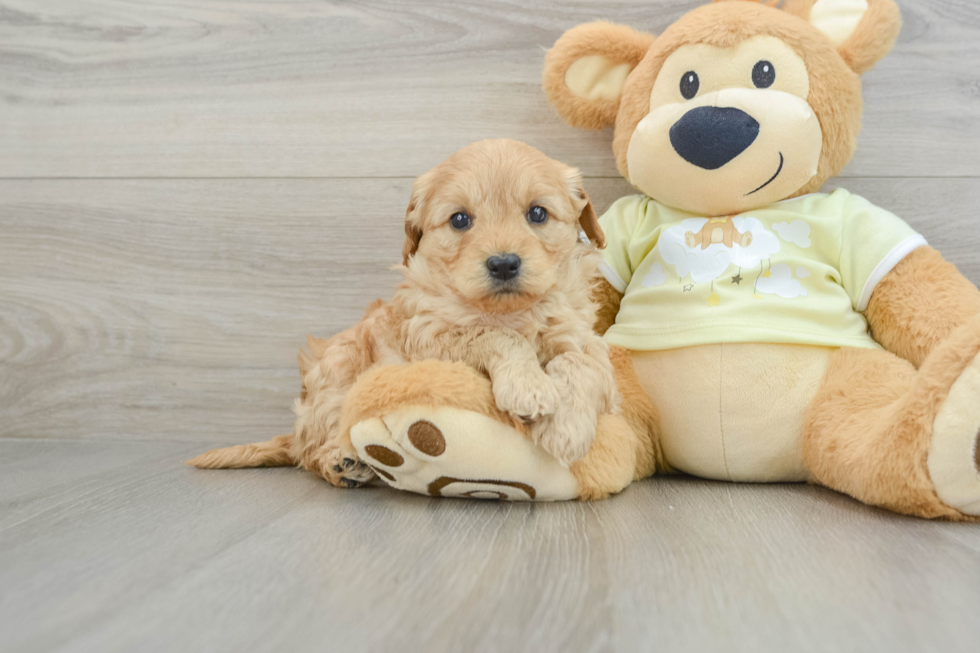 Mini Goldendoodle Puppy for Adoption