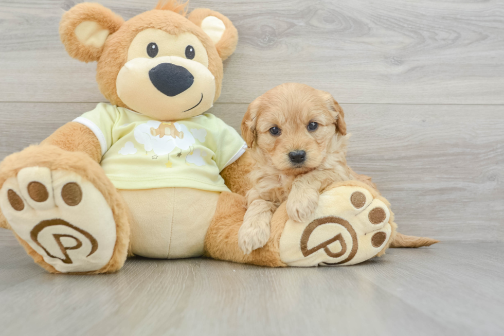 Cute Mini Goldendoodle Baby