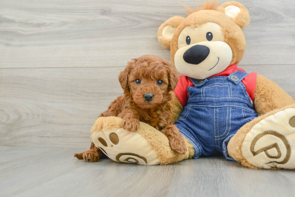 Little Mini Goldenpoo Poodle Mix Puppy