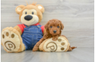 Mini Goldendoodle Puppy for Adoption