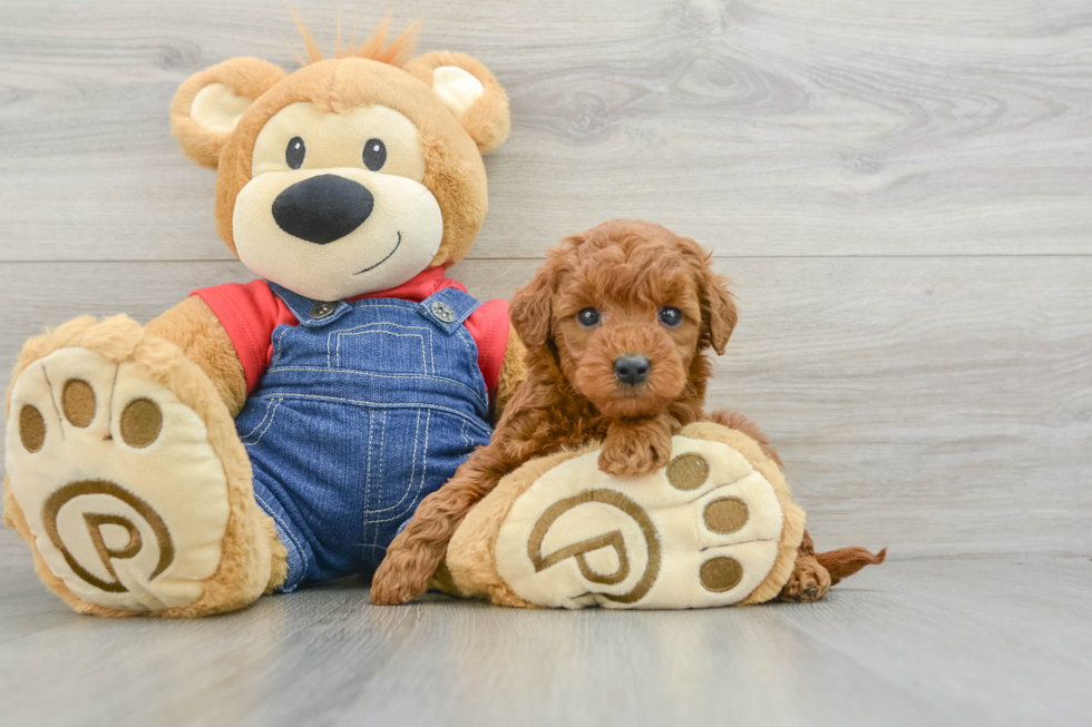 Mini Goldendoodle Puppy for Adoption