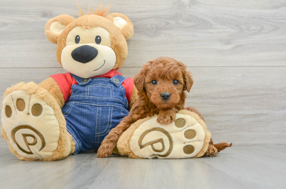 6 week old Mini Goldendoodle Puppy For Sale - Premier Pups