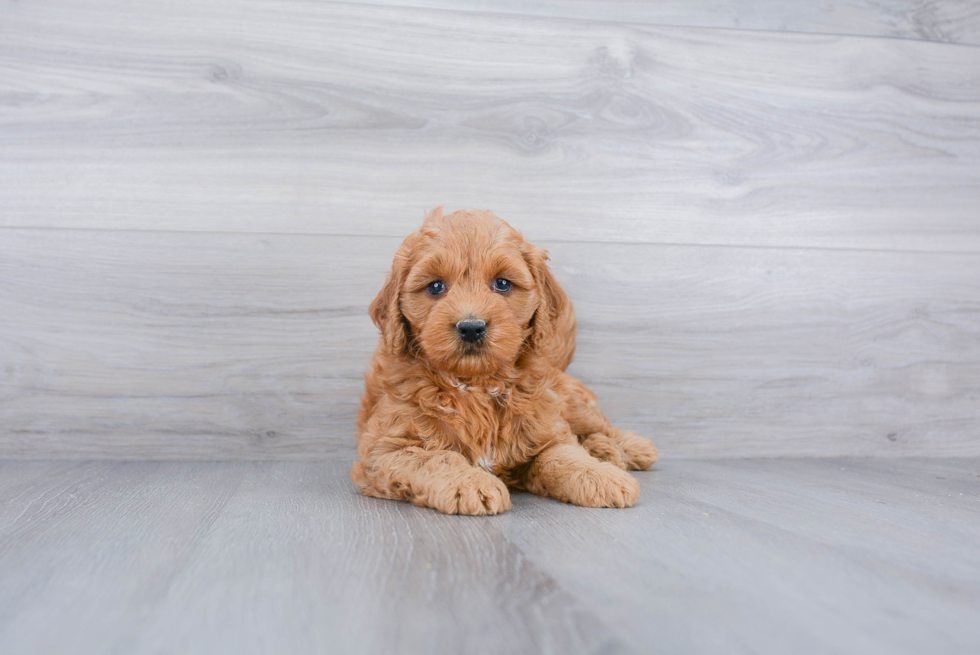 Small Mini Goldendoodle Baby