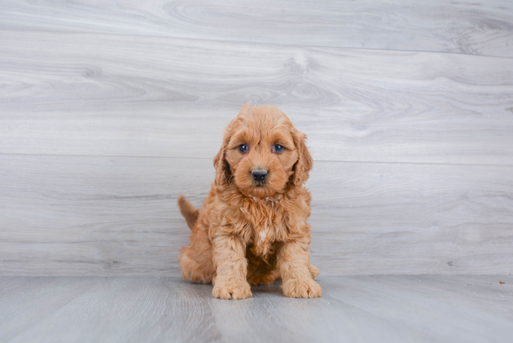 Best Mini Goldendoodle Baby