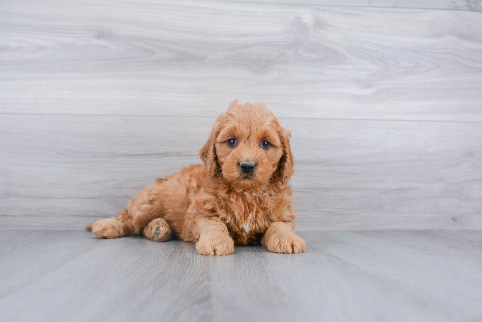 Cute Mini Goldendoodle Baby