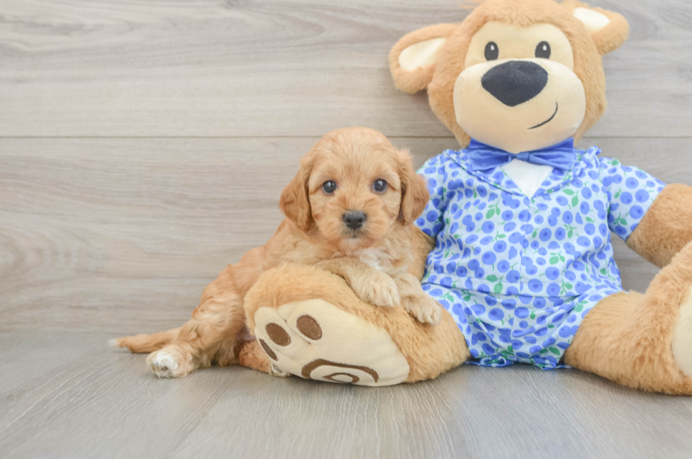 5 week old Mini Goldendoodle Puppy For Sale - Premier Pups
