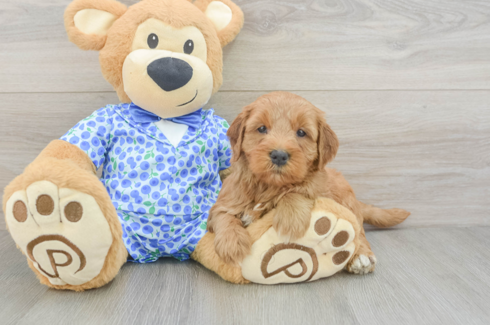 5 week old Mini Goldendoodle Puppy For Sale - Premier Pups