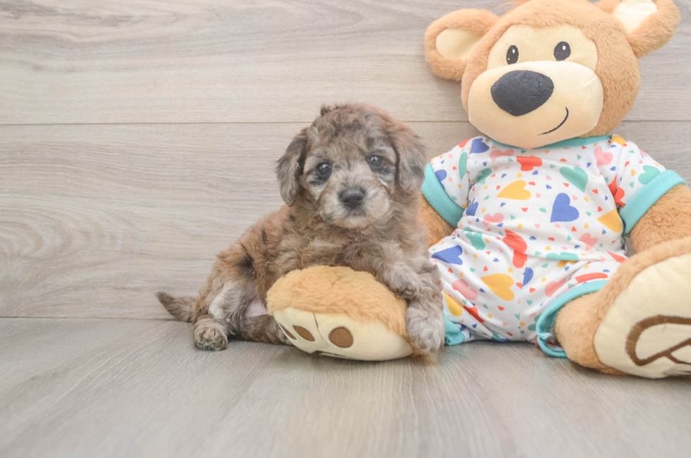 5 week old Mini Goldendoodle Puppy For Sale - Premier Pups