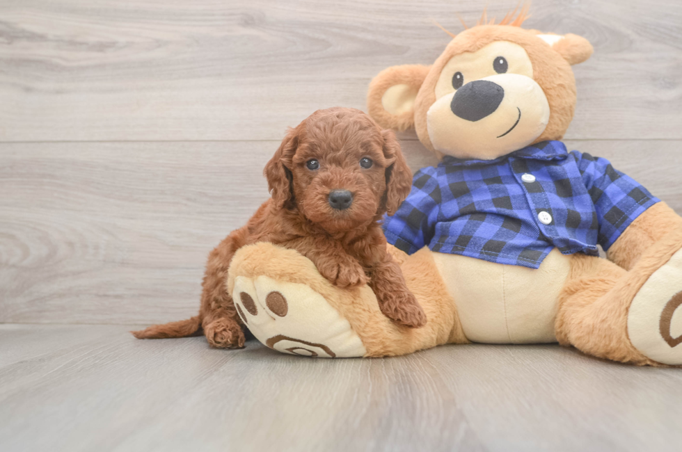 5 week old Mini Goldendoodle Puppy For Sale - Premier Pups