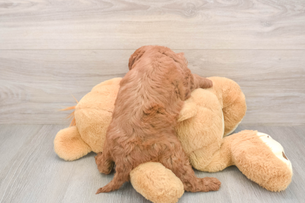 Petite Mini Goldendoodle Poodle Mix Pup