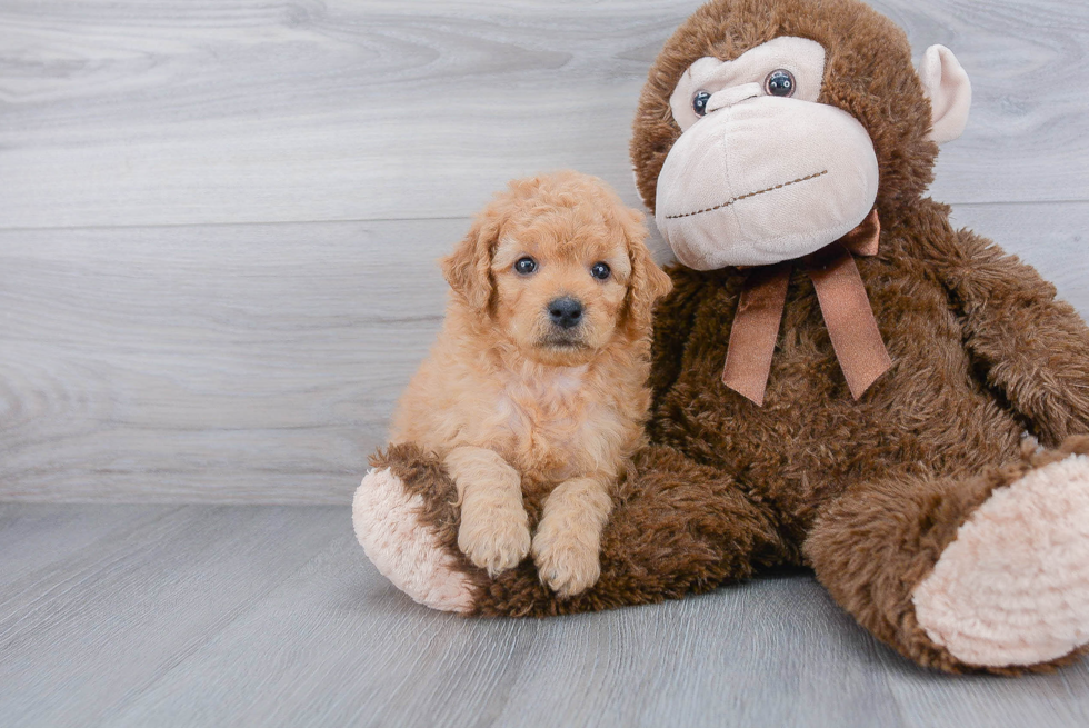 Adorable Golden Retriever Poodle Mix Puppy